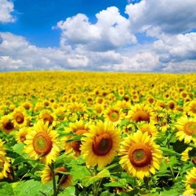 籃球體育彩票app截圖