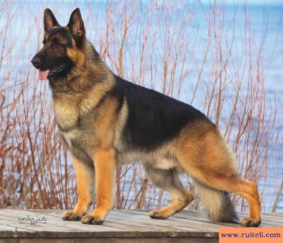 牧羊犬英文取名字男寶寶?牧羊犬英文名字大全