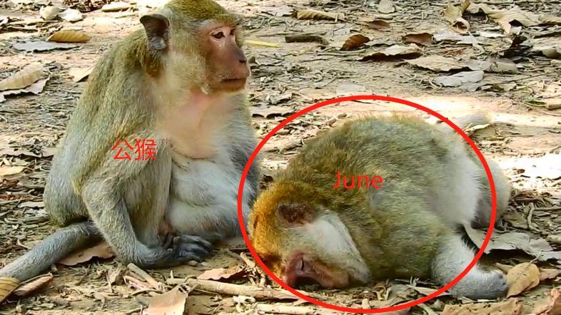 身上母猴運勢?身上長母猴和公猴的分別